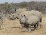 Rinoceront amb nadó