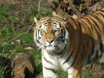 Tigre en perill d’extinció
