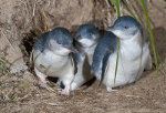 Maži pingvinai