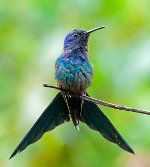 Sluge-halede kolibrier
