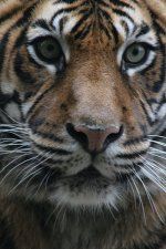 Godina tigra 2010