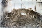 عائلة Thylacine