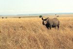 وحيد القرن الأسود ، كينيا