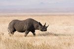 وحيد القرن الأسود ، تنزانيا