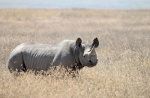Črni nosorog, Tanzanija