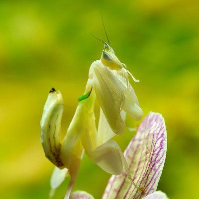 Malaysisk orkidé-mantis