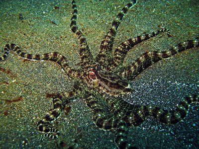 Mimična hobotnica