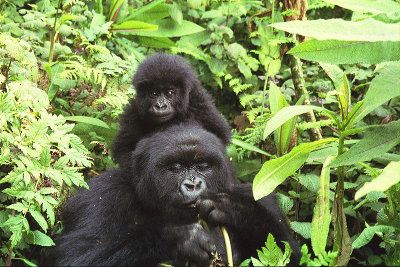 Национален парк Вирунга, ДР Конго