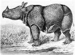Imagem Javan Rhino