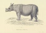 Picture Javan Rhino