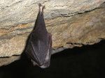 Bat-ferradura menor