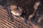 Europos šikšnosparnis su pelėmis