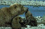 En bjørn og en cub