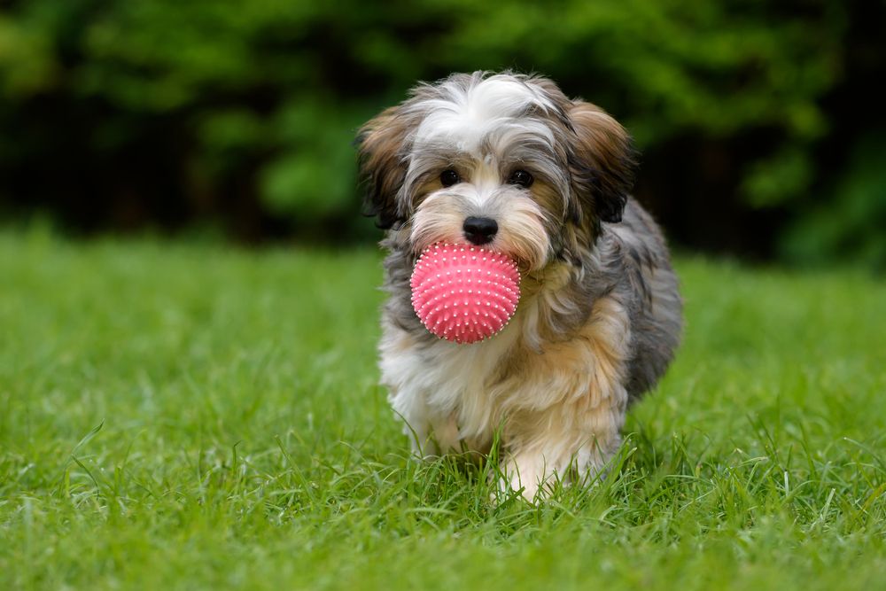Havanese (Canis familiaris) - šuniukas su kamuoliu burnoje