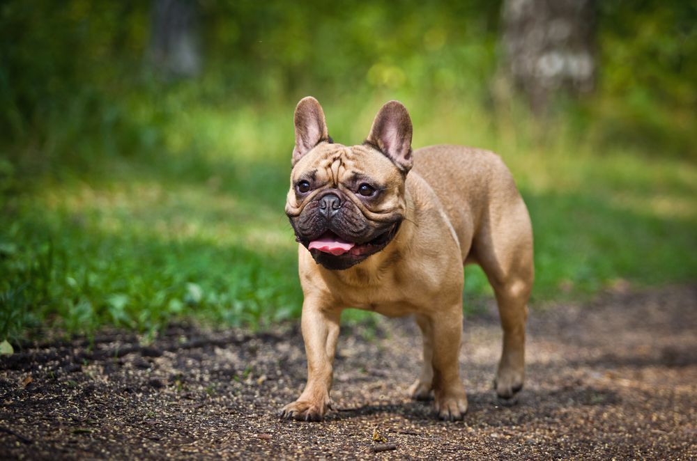 Bulldog Perancis dibesarkan untuk kafe dan merupakan salah satu anjing terbaik untuk kehidupan bandar
