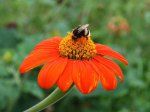 Bunga Echinacea Pendebungaan Lebah