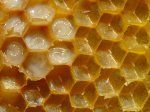 Lebah madu