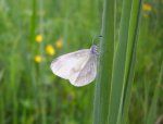 Redki beli metulj