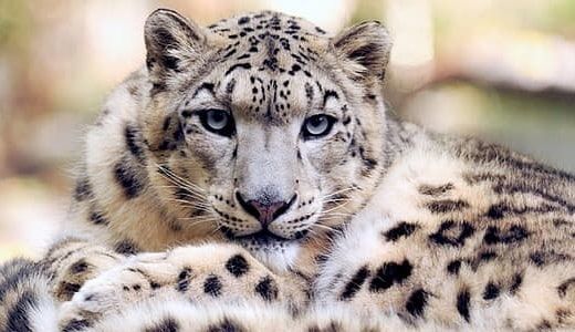 Lleopard de les neus