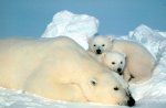 Семейство на полярна мечка