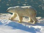 Polar Bear Walking