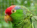 Grönkinnad papegoja