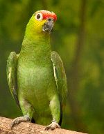 Зелено-бузи папагал