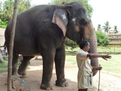 Слон туризъм