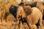Afrika-Gajah
