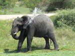Afrika-Gajah