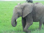 Afrikkalainen norsu