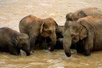 Слонове в реката