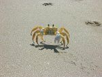 Crab Scuttles على طول الشاطئ