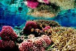 Korallriff - (C) Jim Maragos, USA kalade ja metsloomade talitus