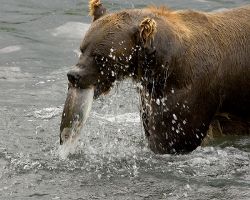 Смеђи медвед са лососом