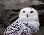 Snowy Owl Eyes