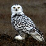 Snowy Owl Markings