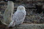 Owl Snowy assegut