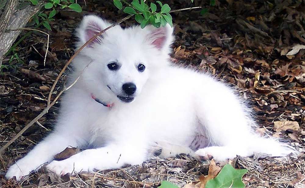 American Eskimo Dogs เป็นหนึ่งในสุนัขอพาร์ตเมนต์ที่ดีที่สุด