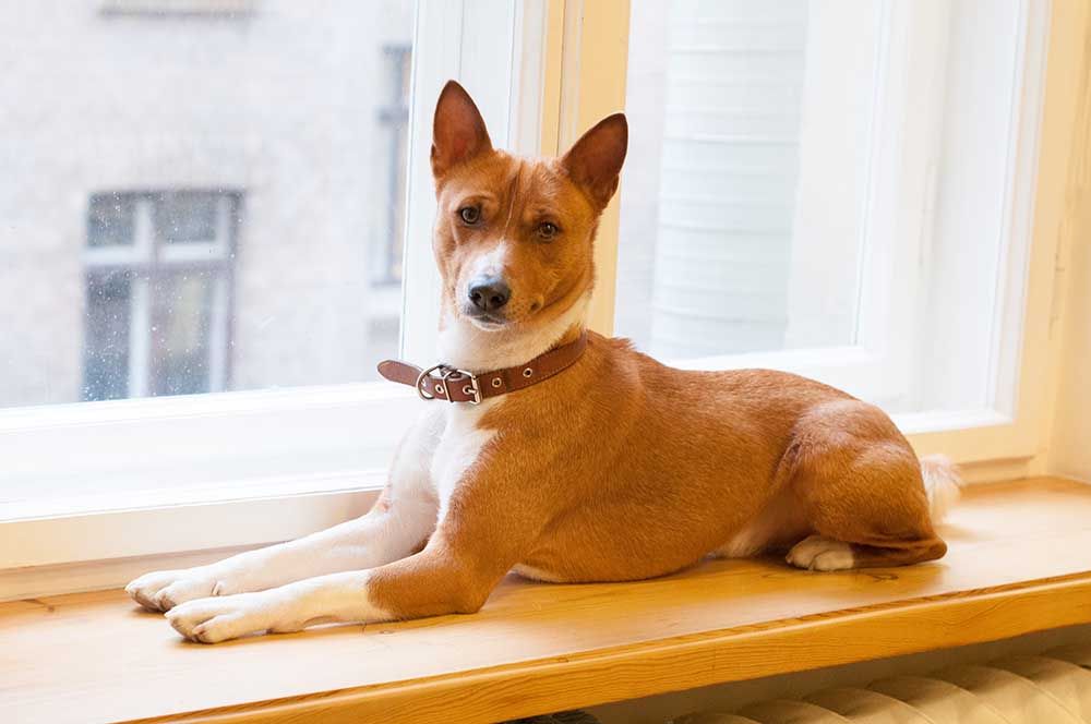 Basenji ir vieni no labākajiem dzīvokļu suņiem, kuriem patīk sēdēt uz palodzēm
