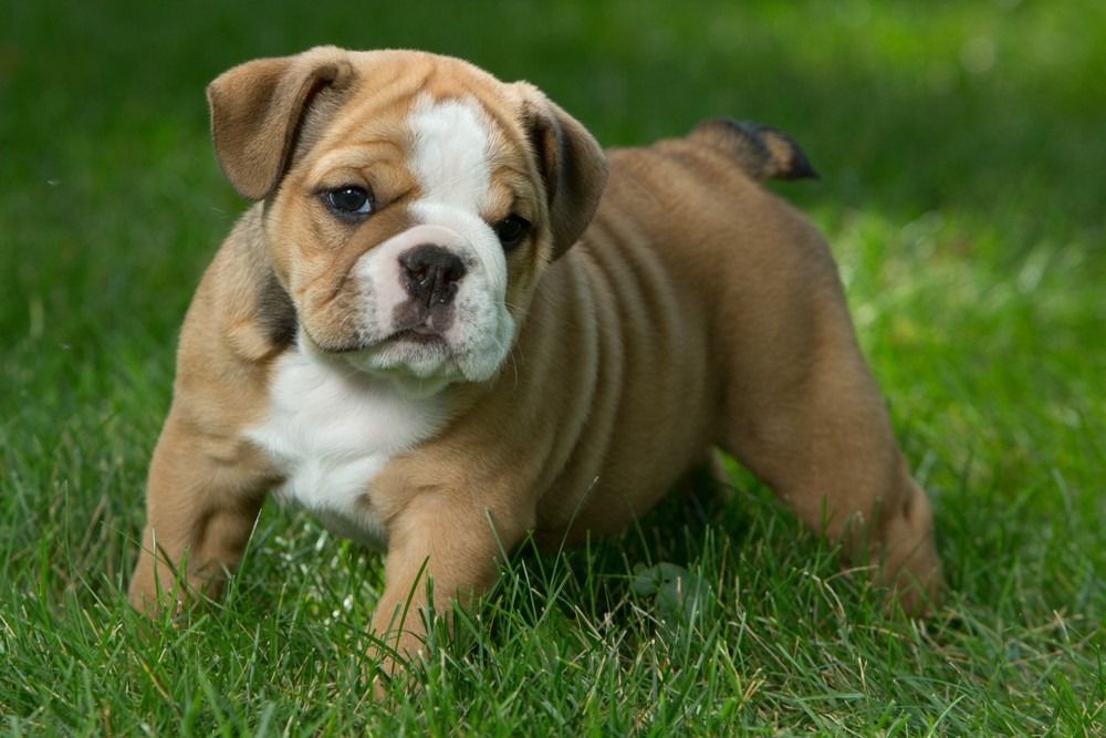 Anak anjing Bulldog Inggeris coklat, hitam, dan putih yang comel