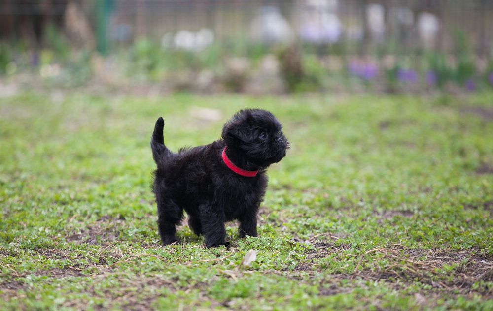 Affenpinscher - jeden z nejlepších bytových psů - štěně v trávě