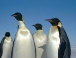 Keiser Pingviinid
