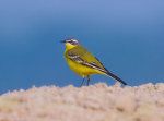 Wagtail groc