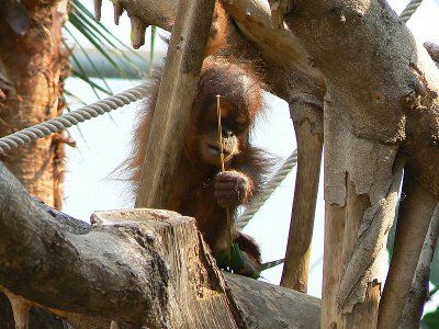 Sumatranski orangutan
