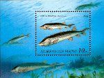 Esturions de Beluga al segell
