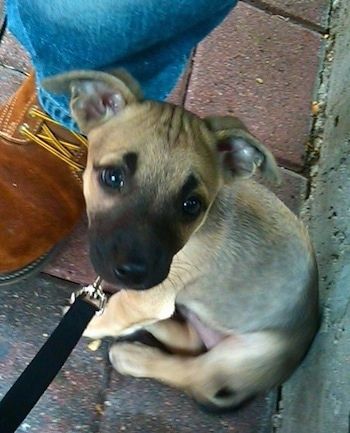 Milohas „Chipit“ šuniukas sėdi ant plytų tako prie betoninės sienos šalia bato ir džinsų ir žiūri į fotoaparato laikiklį