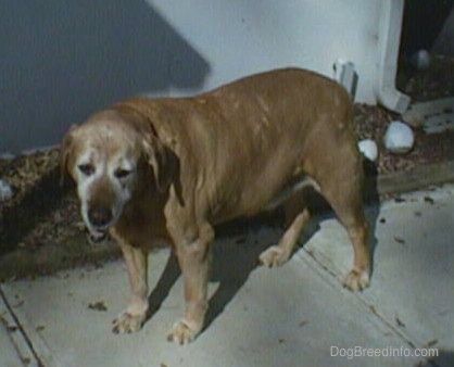 Storas auksinis labradoras stovi ant šaligatvio šalia balto namo. Jo burna atvira
