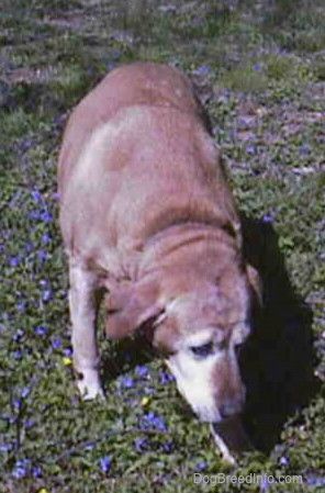 Didelis storas pilkai geltonas šuo, turintis antsvorį, sėdintis žolėje, žiūrėdamas į dešinę.
