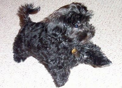 ลูกสุนัข Hava-Apso สีดำตัวเล็กกำลังยืนอยู่บนพรมและมองไปทางขวา